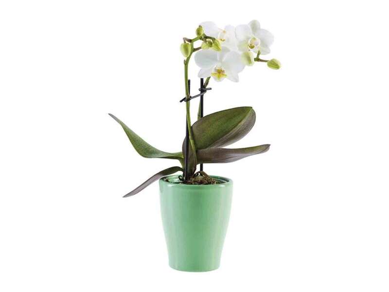 Mini Orquídea de Lidl