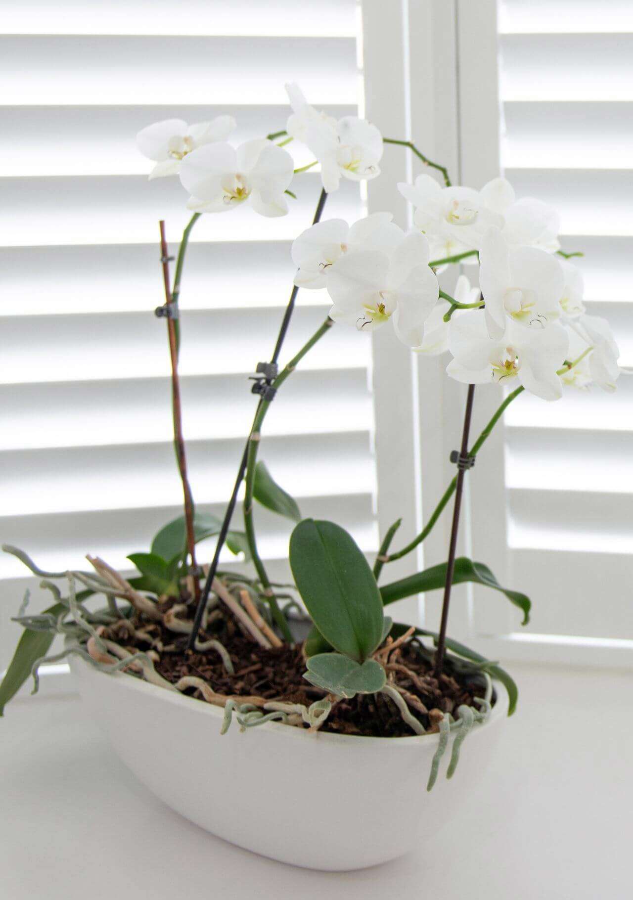 plantas con flores blancas orquídea.