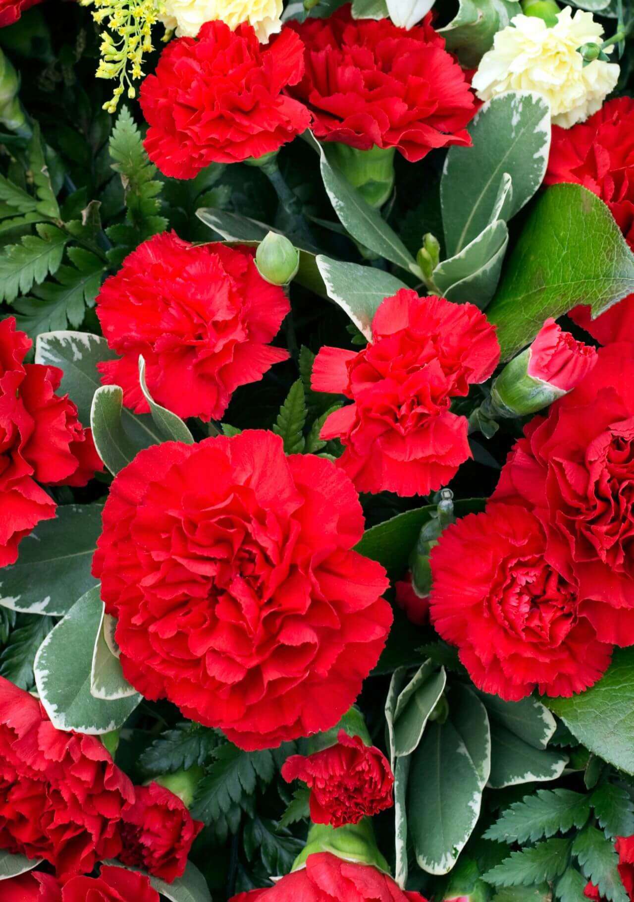 plantas con flores rojas clavel