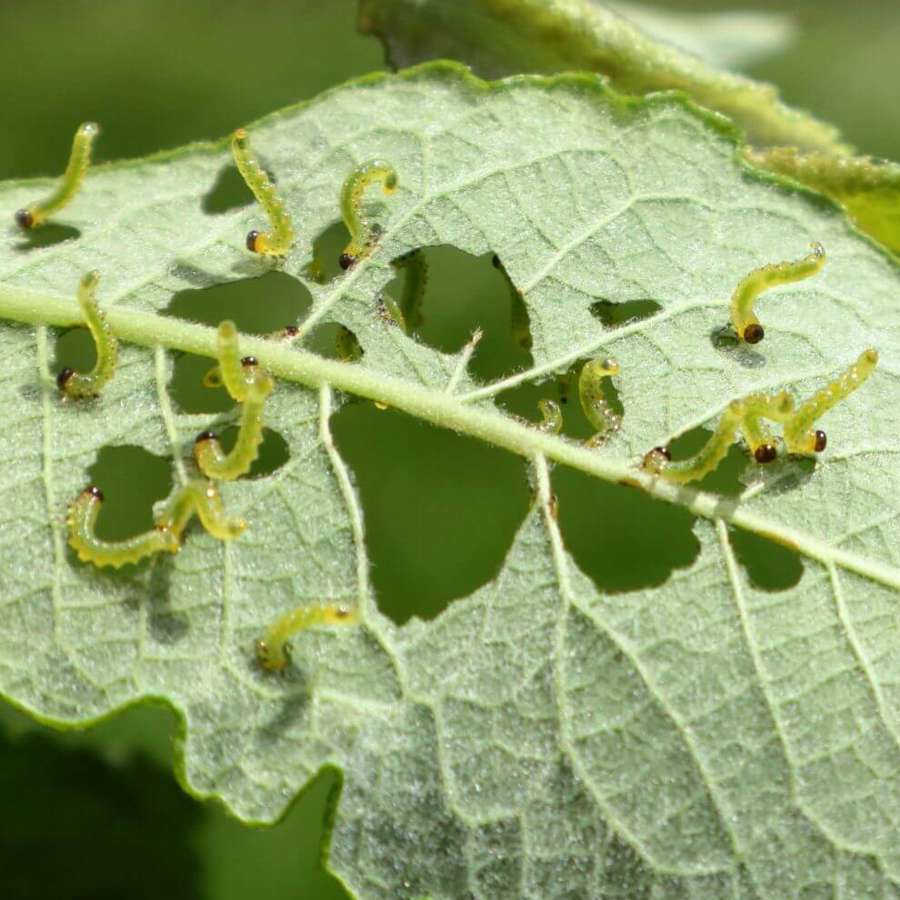 Un experto revela los trucos más fáciles para eliminar los gusanos verdes de las plantas