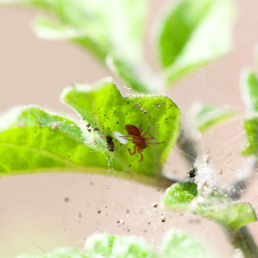 ¿Araña blanca en las plantas? Un experto en plantas avala dos remedios para eliminarlas