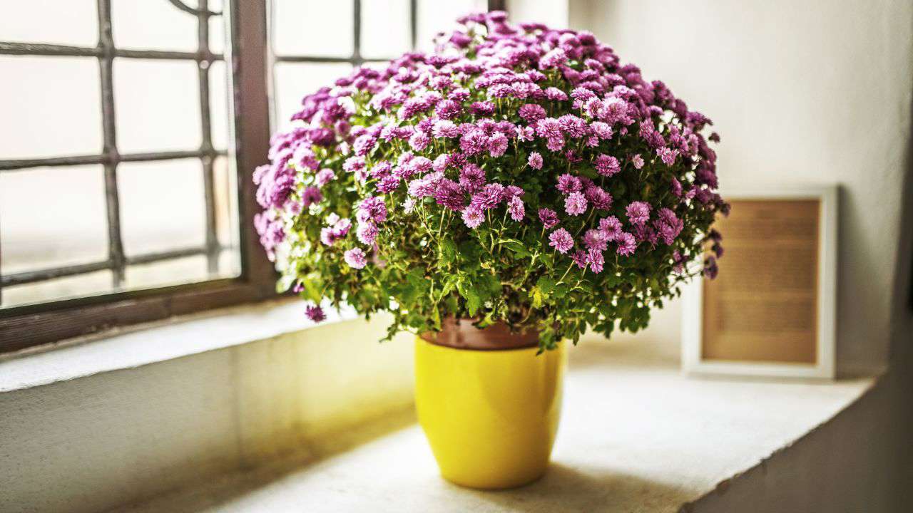 Aldi está agotando la planta que atrae la felicidad, la suerte y la eternidad a tu hogar por menos de 3 €