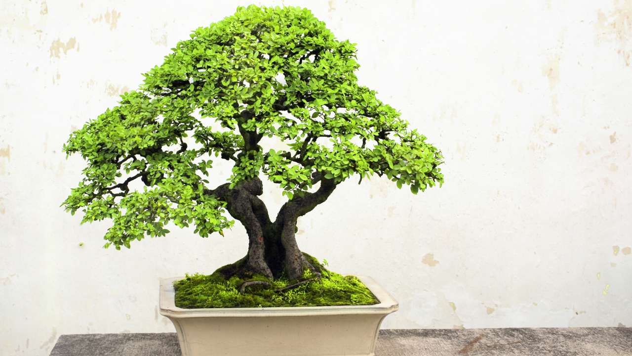 Dónde colocar un bonsái según el Feng Shui para tener energías positivas en casa